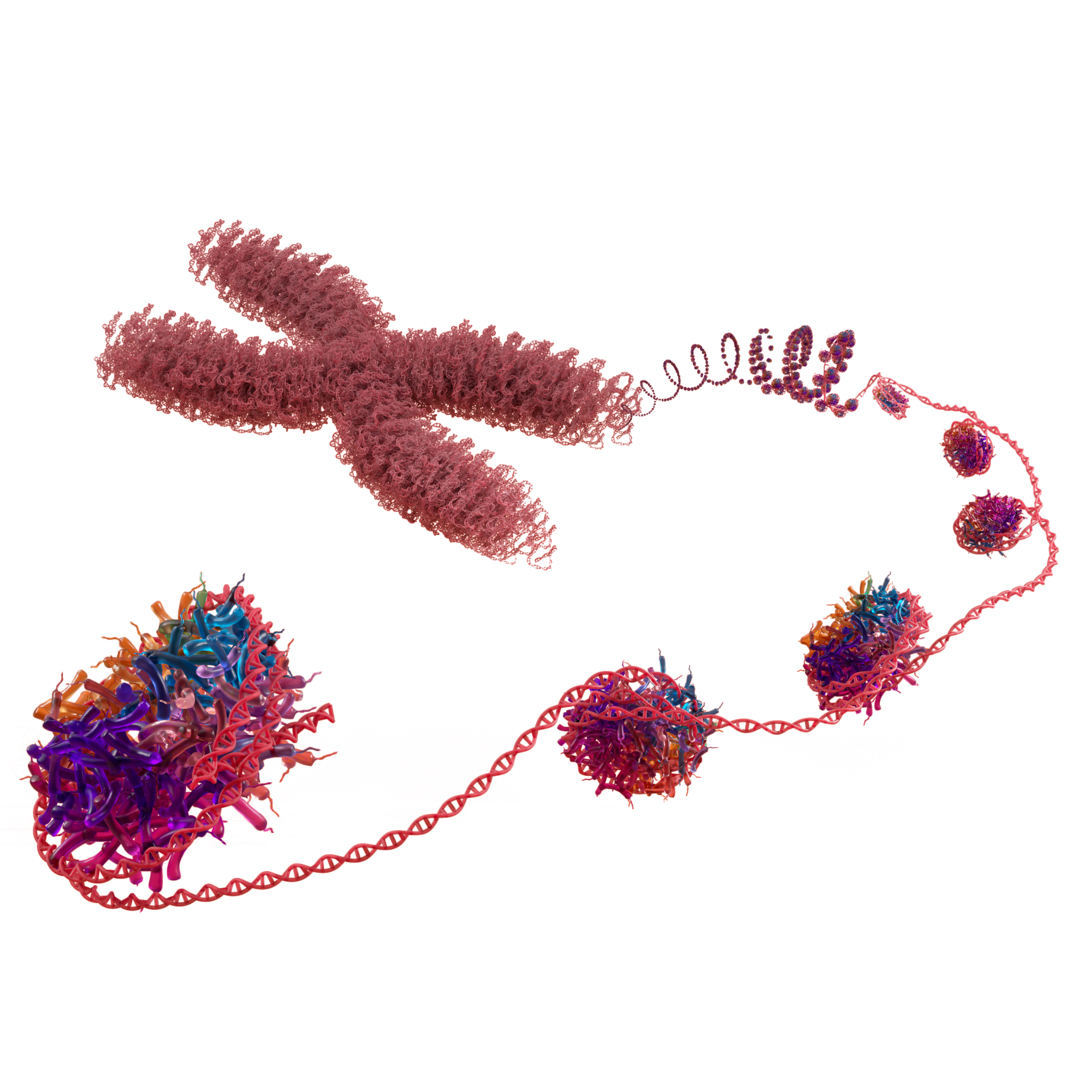 rNuQ H3K36Me2 recombinant mononucleosome - 50 µg
